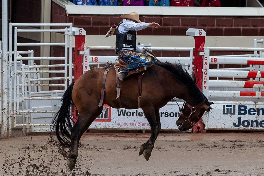 bucking bronco