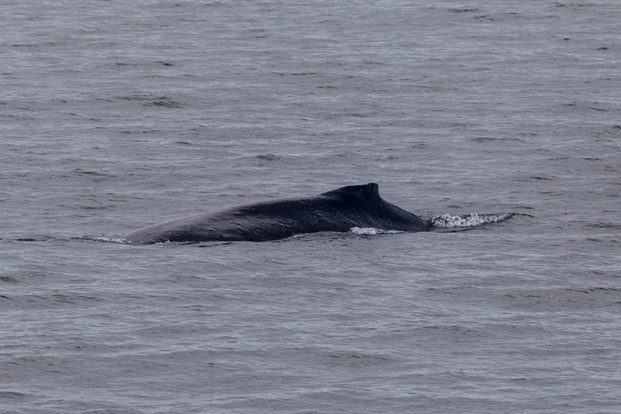 whale watching