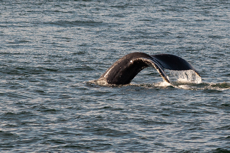 whale watching