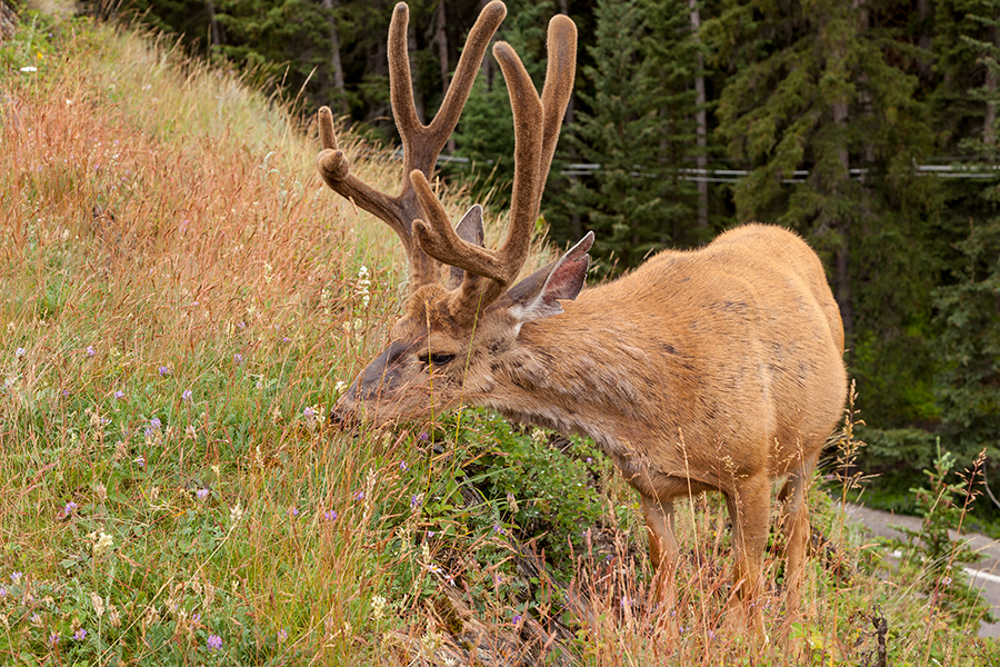 rocky mountaineer views