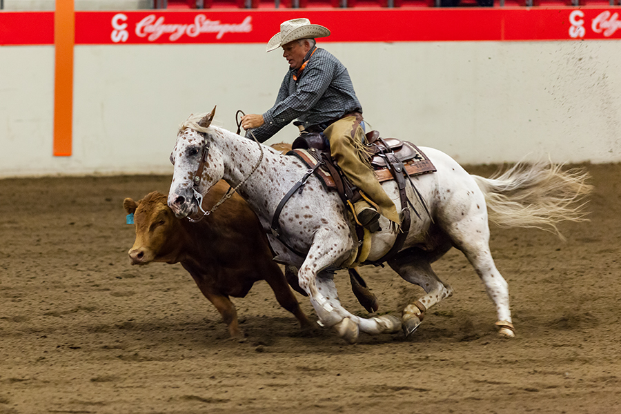 calgary stampede