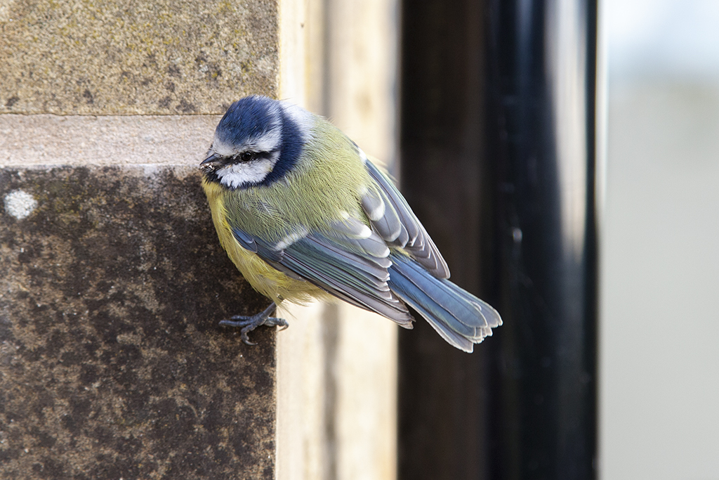 bluetit 