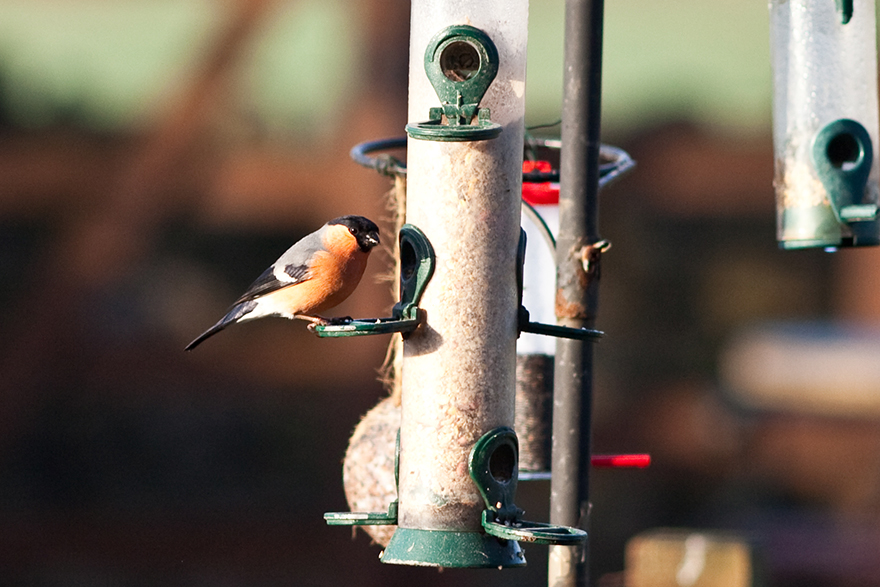 bullfinch