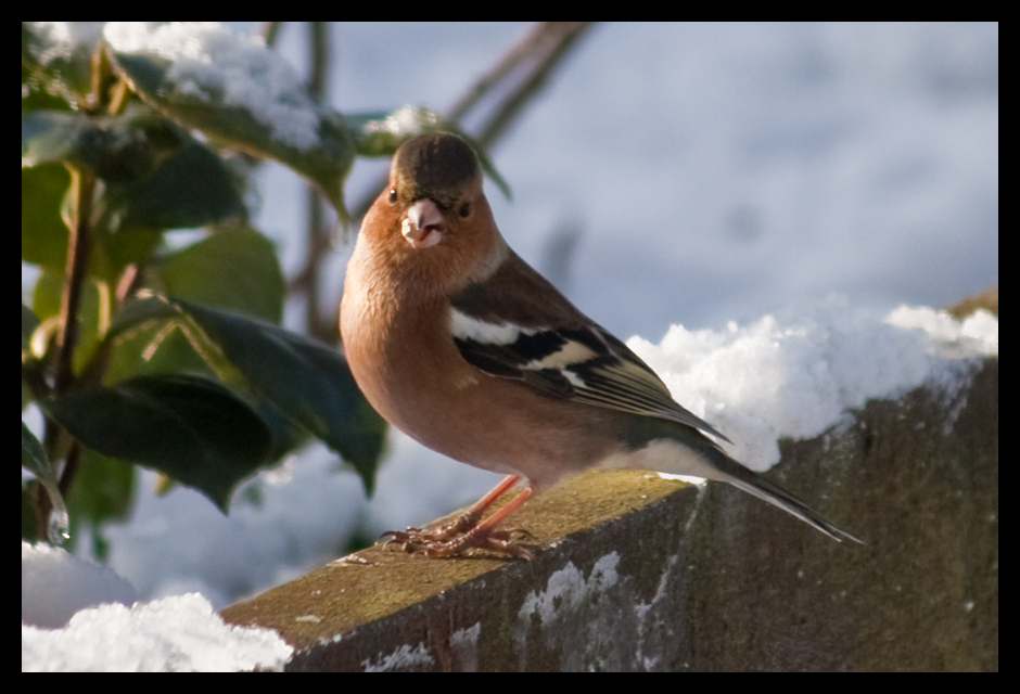 chaffinch 