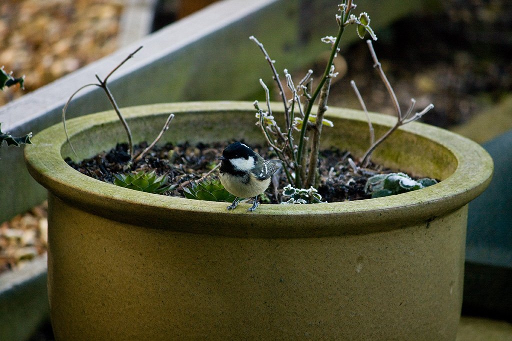 coaltit 