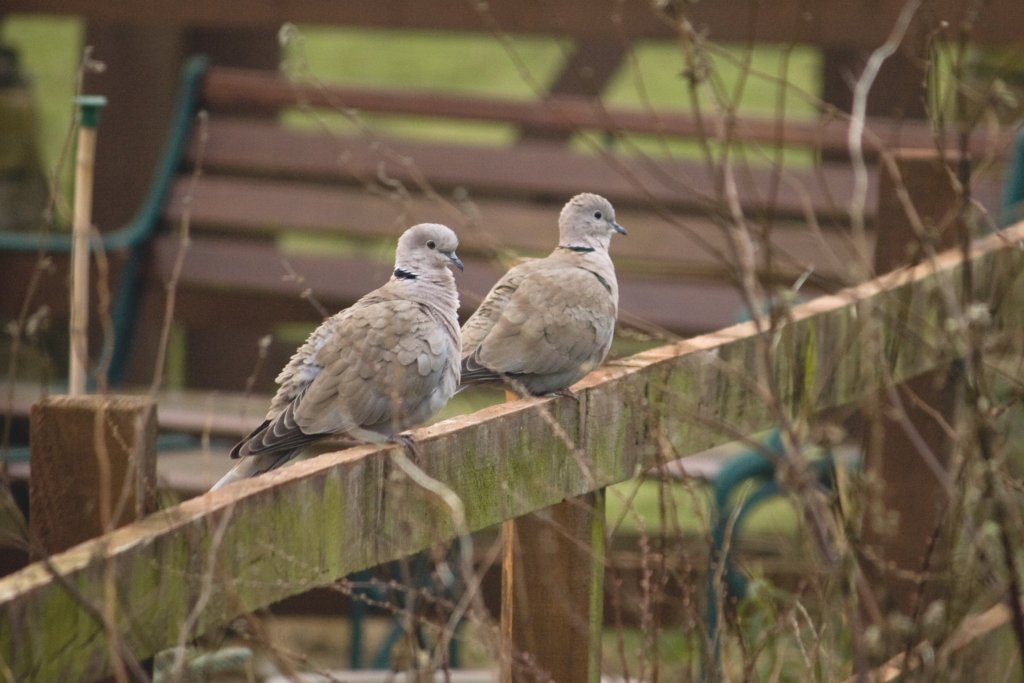 collared dove 