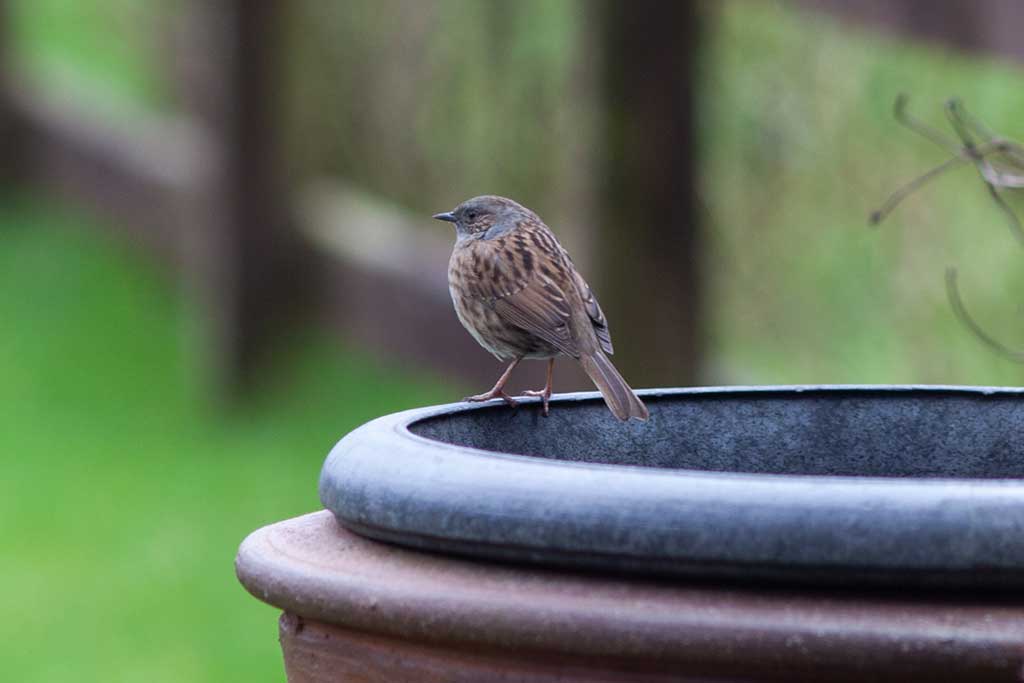 dunnockorhedgesparrow