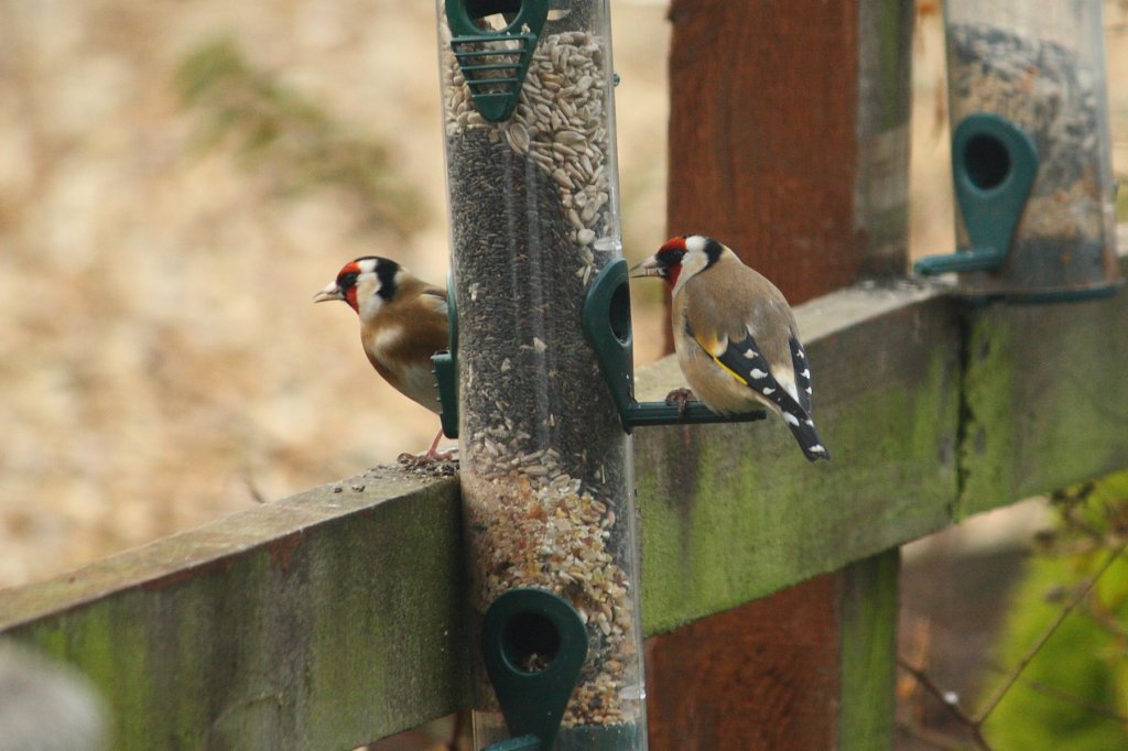 goldfinch 