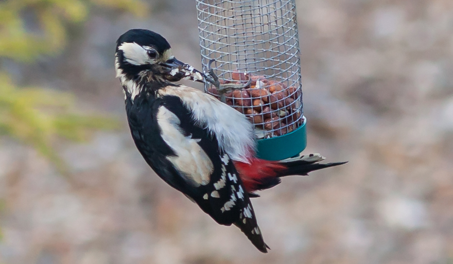 greatspottedwoodpecker