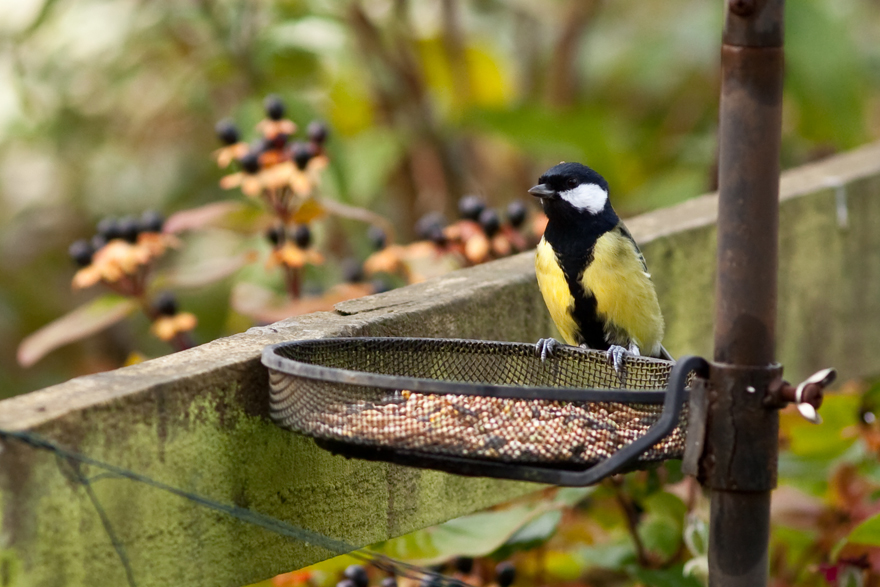 greattit