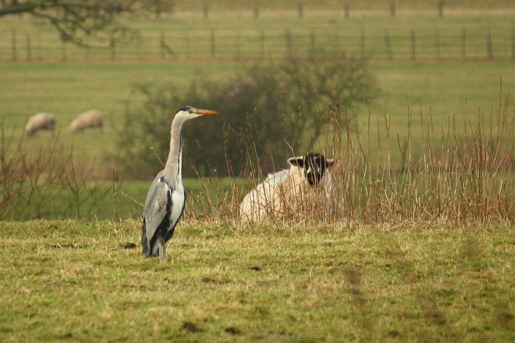 heron 