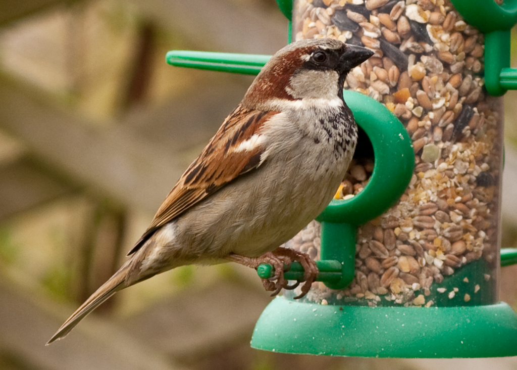 housesparrow2