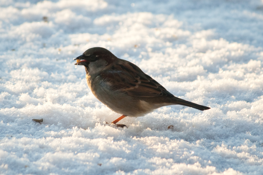 housesparrow3 