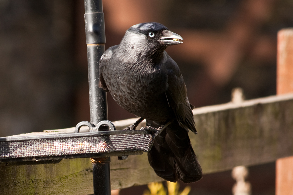 jackdaw 