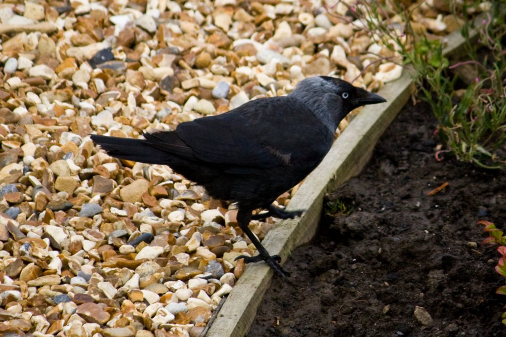 jackdaw 