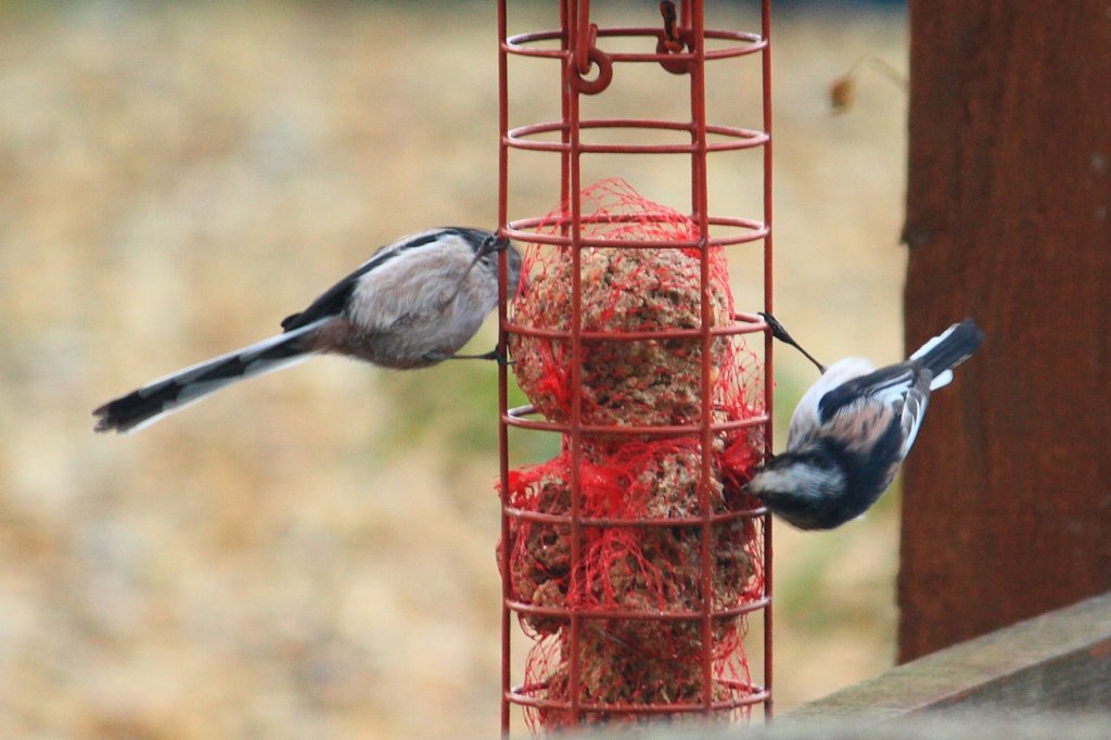 longtailedtit