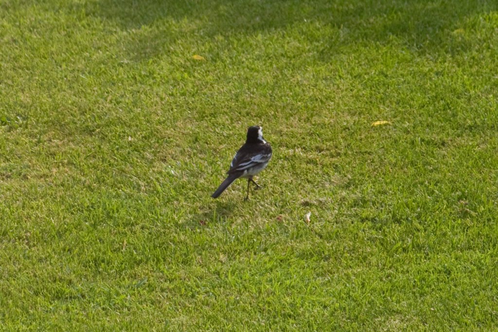 piedwagtail