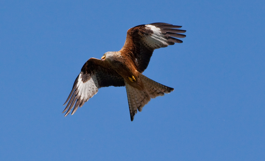 redkite