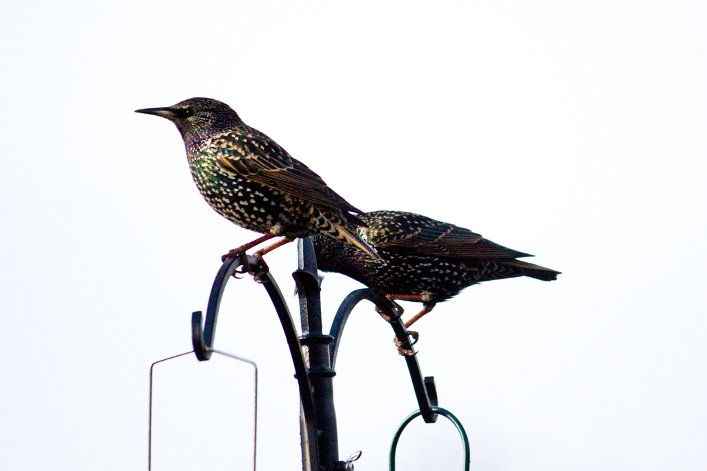 starling 