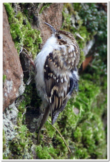 treecreeper 