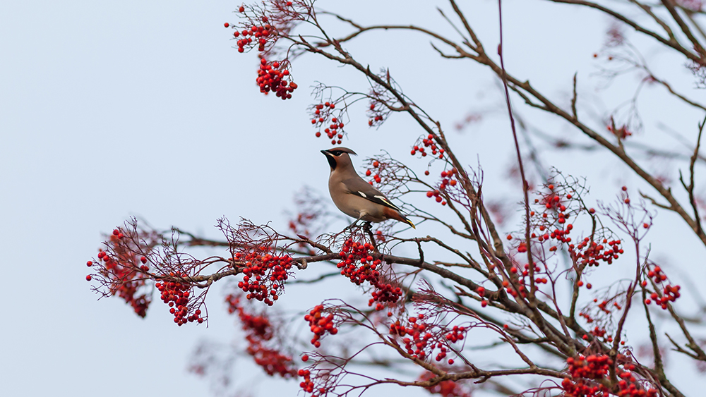 waxwing