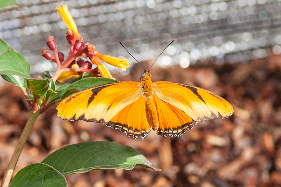 butterflies