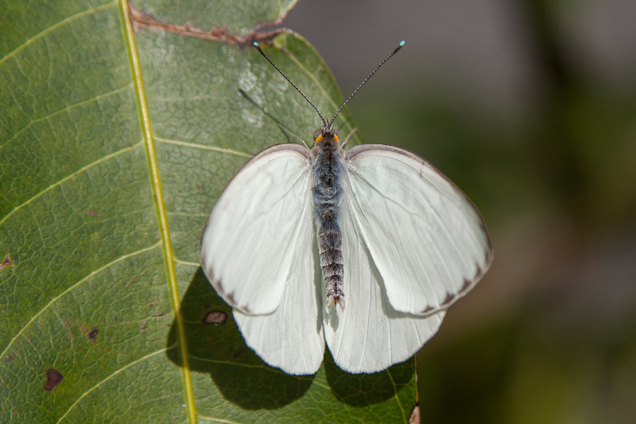 butterflies