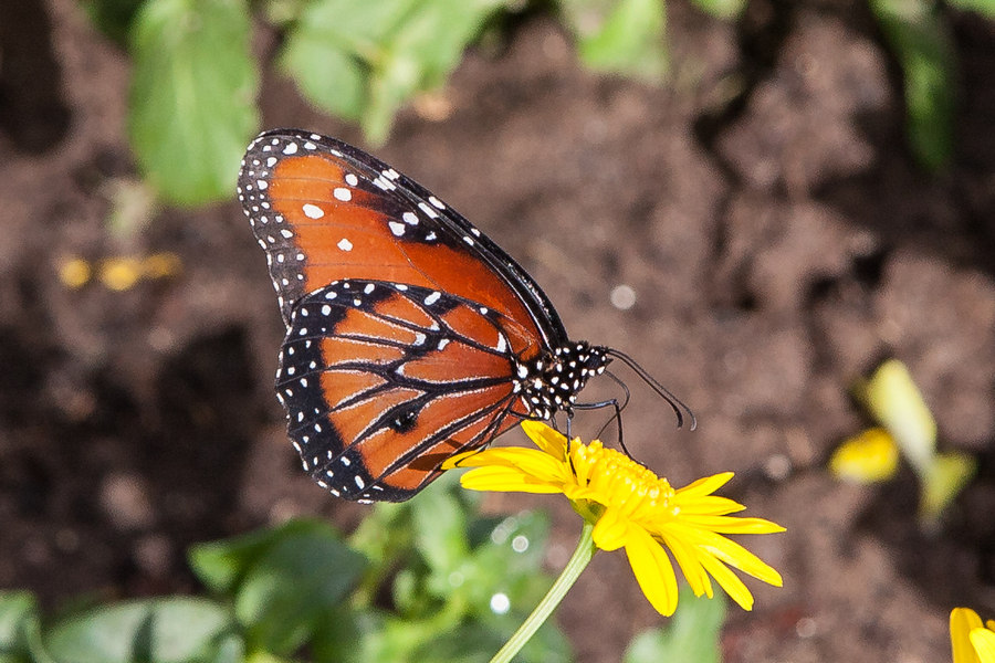 butterflies