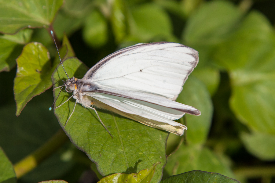 butterflies