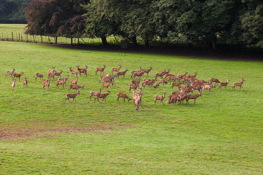 sledmere 