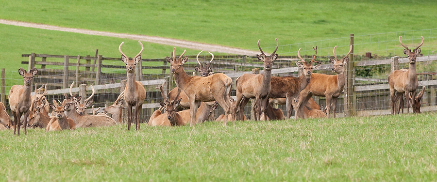 sledmere 