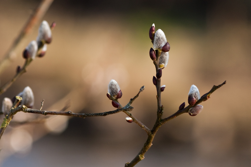 Pussy Willow