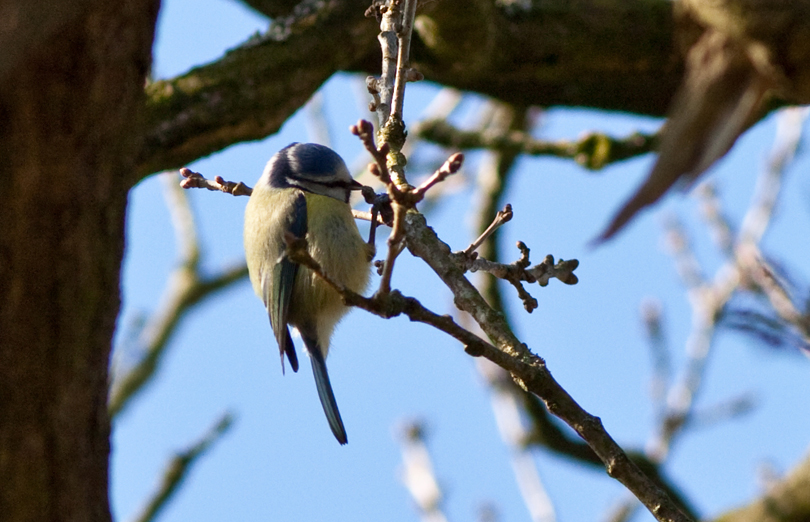 Blue Tit