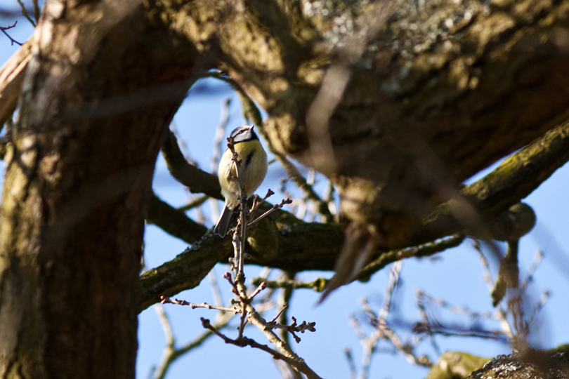 Blue Tit