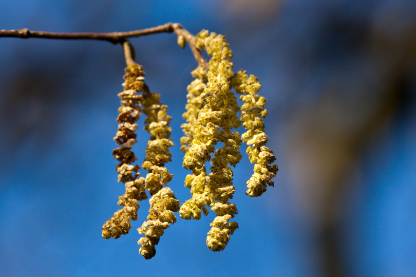 Catkins