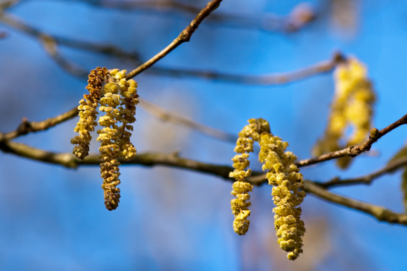 Catkins