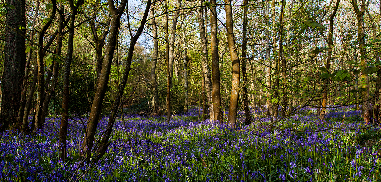 bluebells at springwood