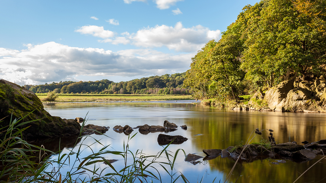 river ribble at marles wood